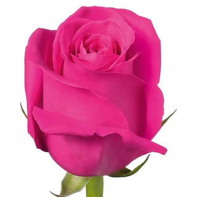 Роза Pink floyd 70см